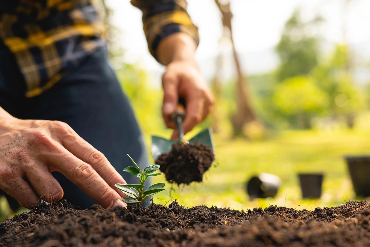 Planting Seeds