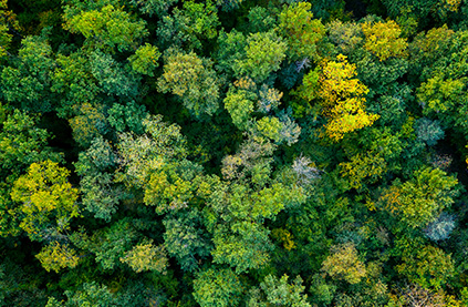 Trees