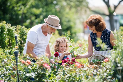 Grandparents at allotment with granddaughter
